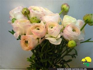 Ranunculus Mary Pink.jpg